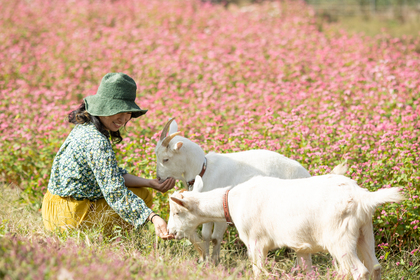 ヤギ部へようこそ
